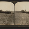 Twenty-six horse combined harvester cutting barley, Sacramento Valley, Cal.