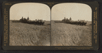 Twenty-six horse combined harvester cutting barley, Sacramento Valley, Cal.