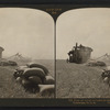 Bags of wheat and piles of straw from a steam harvester, California, U.S.A.