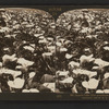 Superb calla lillies growing in field, Cal., U.S.A.