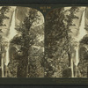 The grand Yosemite Falls, descending over 2500 feet, Yosemite Valley, California, U.S.A.