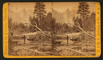 On the Merced River, Cathedral Rocks in the distance.