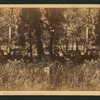 Camping scene on the Merced River.