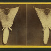 Flying squirrel.