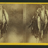 Valley trout.