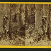 Hunter in the Yosemite Valley.