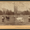A pastoral scene in the the Yosemite Valley, California.