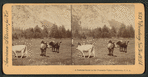 A pastoral scene in the the Yosemite Valley, California.