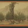Lamon's Orchard, Yosemite. The First settler.