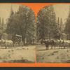 Pioneer Stage, Yosemite Valley.