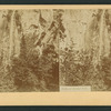 Falls of Bridal Veil.