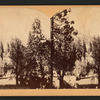 Ribbon Falls, Yosemite Valley.