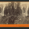 The Nevada Fall, 700 feet high, Yo-Semite Valley, Mariposa County.