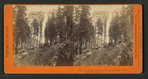 The Nevada Fall, 700 feet high, Yo-Semite Valley, Mariposa County.