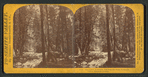 Lower Yo-Semite Fall from the Ford, Yo-Semite Valley, Mariposa County.
