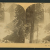Vernal Falls, 630 feet. Cal.