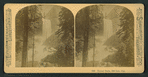 Vernal Falls, 630 feet. Cal.