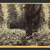 Cascade Avenue, Yosemite Valley, California.
