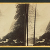 Pi-wy-ack (Cataract of Diamonds), Vernal, 350 feet Fall, Yosemite Valley, California.