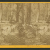 Yosemite Studies.