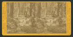 Yosemite Studies.