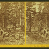 Camp view, Yosemite, Cal.