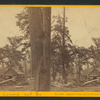 Samon's Cabin, and South Dome, 6,000 feet high, Yo Semite Valley.