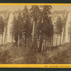 Nevada Fall, (700 feet high) Near view.