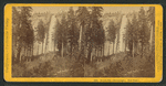 Nevada Fall, (700 feet high) Near view.