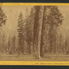 Cathedral Spires (2400 feet above Valley), from Merced River.