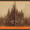 The Sentinel, 3270 feet. Yosemite Valley, Mariposa County, Cal.