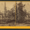 The Sentinel, Yosemite Valley, Mariposa County, Cal.