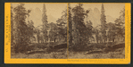 The Sentinel, Yosemite Valley, Mariposa County, Cal.