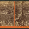 Mirror view of the Yosemite Falls, Yosemite Valley, Mariposa County, Cal.