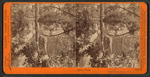 Mirror view. Yosemite Valley, Mariposa County, Cal.