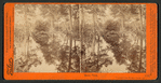 Mirror View, Yosemite Valley, Mariposa County, Cal.