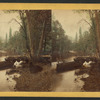 Looking up the Merced River, Yos. Val. Cal.