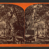 Rustic Picnic Grounds, Woodward's Gardens, San Francisco, Cal.