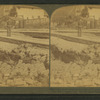 Union Street, sunk by the great earth convulsion which destroyed the city, San Francisco, Cal.