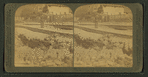 Union Street, sunk by the great earth convulsion which destroyed the city, San Francisco, Cal.
