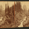 Horse Gulch, 2 miles above Rico.