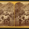 R. C. Luesley's burro pack train, in a mountain pass, loaded with merchandise for his store at Silverton, San Juan.