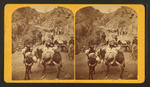 R. C. Luesley's burro pack train, in a mountain pass, loaded with merchandise for his store at Silverton, San Juan.