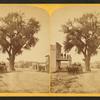 The largest cottonwood tree in Colorado, Fifth Street, South Pueblo.