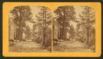 Park City. A new mining camp, up Stray Horse Gulch, two miles east of Leadville.