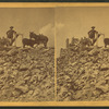 A man and burros at the top of Grey's Peak.