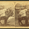 Burros [burro] packed for Montezuma.