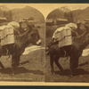 Burro packed for Montezuma.