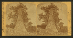 Phanton rock. Natural monuments in Monument Park.