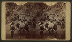 Donkey train, Ute Pass, near Manitou.